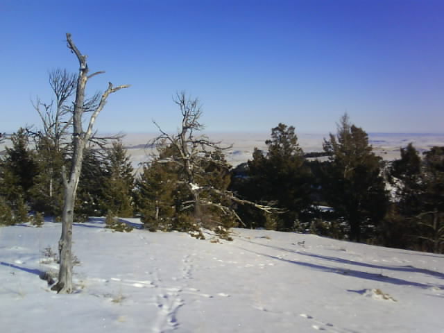 139 Deer Tracks In Snow Jan 27th.JPG